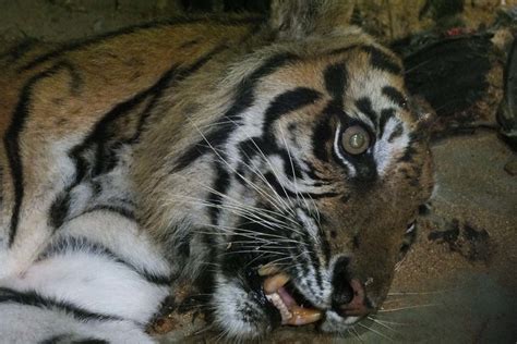 Tiger that killed owner was starving .